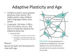 Unit 4 Psychology Plasticity Of The Brain Brain Plasticity The Brain S Ability To Reorganise And Relocate Neural Pathways Based On New Experiences And Ppt Download