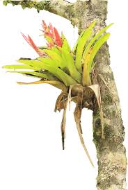 Image result for Buchnera pusilliflora