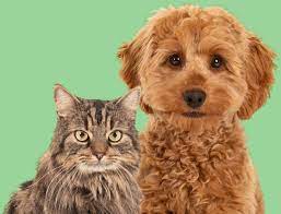 pet-card