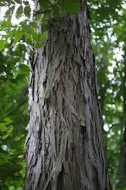 This and its golden fall leaves make it a gorgeous looking tree. Shellbark Hickory Carya Laciniosa Great Plains Nursery
