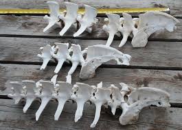 Wild Animal Spine 15 Elk Vertebrae Attached To 3 Tail Bones Cleaned All Natural Wild Elk Bones Found In The Mountains Of Nm Animals Wild Animals Wild