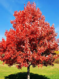If you don't have room for a 50' to 100' tree, check out hot wings maple. Buy Maple Trees Maple Trees For Sale The Tree Center