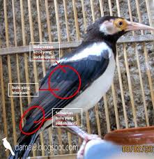 80 Gambar Burung Jawa Gambar Pixabay