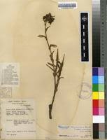 Image result for Aneilema spekei