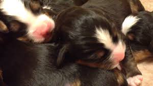 Our bernese mountain dog puppies for sale come from either usda licensed commercial breeders or hobby breeders with no more than 5 breeding mothers. Doggy Pile Of Newborn Bernese Mountain Dog Puppies Berneseoftherockies Com Youtube