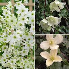 Check spelling or type a new query. 3 Evergreen Climbing Clematis Plants In Buy Online In Grenada At Desertcart