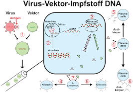 Macht unfruchtbar und verändert die dna? Allgemeines Impf Info C Dr Steffen Rabe