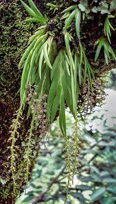 Image result for Oberonia