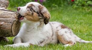 What is a red merle dog? Red Merle Australian Shepherd The Truth About The Cute Color