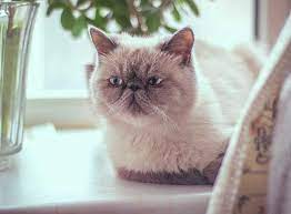 Find & download free graphic resources for exotic shorthair. Exotic Shorthair Im Rasseportrait Zooroyal Magazin