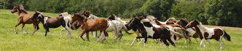 The horse scanner app does provide a lot more information about the kleines deutsches reitpferd breed as well as many more. Hengstverteilungsplan