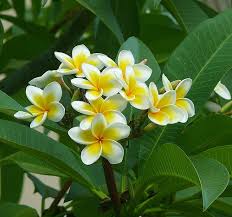 Hello kids, flowers are rose 12 Beautiful Rainy Season Flowers You Can Grow In Monsoon