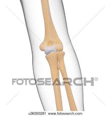 Bones are organs that produce red and white blood cells, store minerals, enable mobility, and provide structural support for the body. Human Arm Bones Artwork Clip Art U36393281 Fotosearch