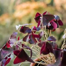 Check out our dark purple succulent selection for the very best in unique or custom, handmade pieces from our gardening & plants shops. Purple Shamrock Plant Care Growing Guide