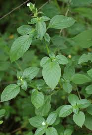 Image result for Asystasia mysorensis