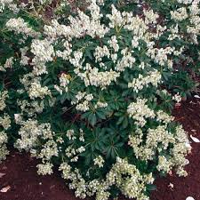 Image result for Pieris japonský debutante obrázek