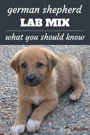 I am a 2 year old german shepard lab mix, i can be very loving and sweet, i also have very bad separation anxiety. Lab Mixed With German Shepherd Puppy Cheap Buy Online