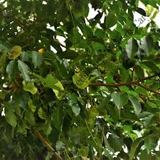 Image result for Pterocarpus megalocarpus