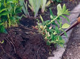 Check spelling or type a new query. 3 Simple Ways To Divide Plants Garden Gate