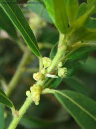 Image result for Clutia angustifolia
