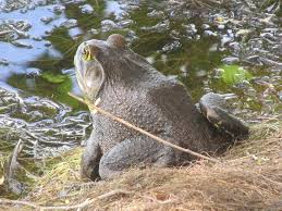 ワルモノの「実は…」ウシガエル編 | 堺いきもの情報館 | 堺生物多様性センター