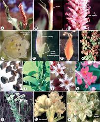 Image result for Macrotyloma tenuiflorum