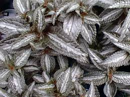 Image result for Pandiaka involucrata