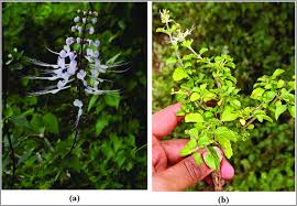 Image result for Ocimum filamentosum