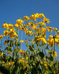 Image result for Rudbeckia hirta