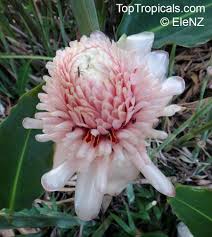 Image result for Etlingera elatior