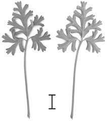 Image result for Pelargonium whytei