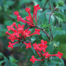 Hummingbird Flower Ruby Red Bouvardia Hybrid Fragrant Clusters Of Brilliant Red Tubular Blooms With Pink Hummingbird Flowers List Of Flowers Flowers