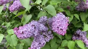 Maybe you would like to learn more about one of these? Videos De Liliacea Footage Liliacea Royalty Free Descargar Depositphotos