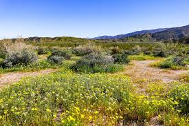 Jan 30, 2019 david reports: Anza Borrego Desert State Park Wildflowers Bloom 2021 Guide