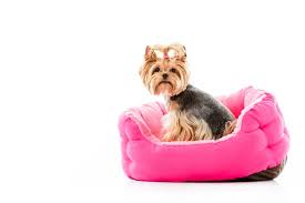 Dog names by color (groupings) now let's put together the list above to create some great dog names based on color. Girl Puppy Names 1 000 Dog Names For Girls Vip Puppies