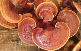 Image result for Ganoderma lucidum