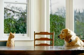 Brandywine green inc pet memorial services 126 turner lane west chester, pa 19380 trucks: Pet Cremation Memorial Services Delaware County West Chester Pa