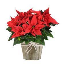Growers may treat the plant with systemic insecticides. Are Christmas Cactus Poisonous To Dogs Here S What You Must Know