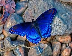 Kaunis Beautiful Butterflies Butterfly Pictures Butterfly