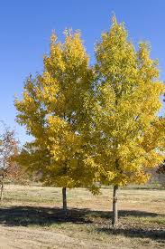 Maybe you would like to learn more about one of these? Sawtooth Oak