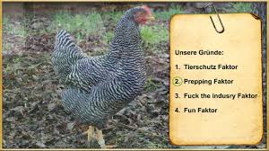 Sie sind nutztiere, die fleißig mithelfen und dir zusätzliche ernten bescheren. Warum Huhner Im Eigenen Garten Halten Youtube