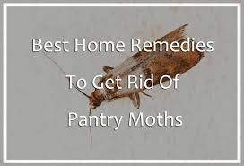 get rid of pantry moths