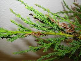 Image result for kabatina thujae