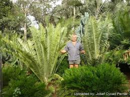 Image result for Encephalartos