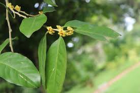 Image result for Drypetes