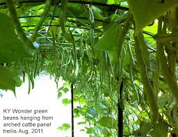 Check spelling or type a new query. How To Build A Pickling Cucumber And Pole Bean Arching Trellis Merrill Family Farm