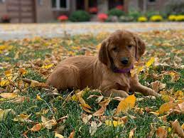 With many successful pure irish red setter litters, we decided to breed our own pure bred golden retriever with our pure bred irish red setter. Golden Ridge Hi Breds Golden Irish Puppies For Sale By Golden Ridge Hi Breds
