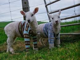 Little Lambs Wearing Sweaters 3 How Cute Are These Susseste Haustiere Haustiere Niedliche Tiere