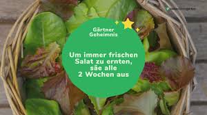 Wenn ihr euren lollo rosso richtig schneidet, wächst er nach der ernte wieder nach. Salat Pflanzen Und Pflegen Liebe Deinen Garten
