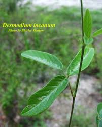 Image result for Desmodium incanum